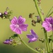In the fields: hedgerow cranesbill by helenhall