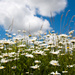 more blue skies and daisies by tracymeurs