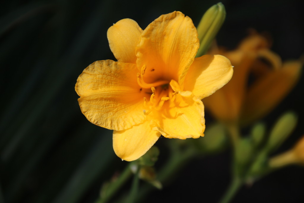 Daylily by bjchipman