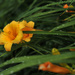 Rainy Day Lily by loweygrace