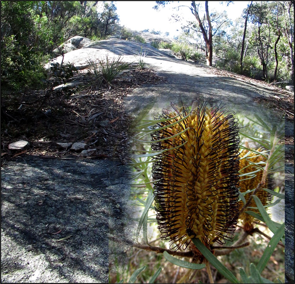 Girraween banksia with its rocky habitat. by robz