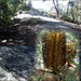 Girraween banksia with its rocky habitat. by robz