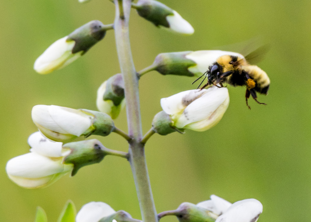 Bee and Wild Indigo Landscape Flying by rminer