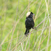 Bobolink with caterpillar by rminer