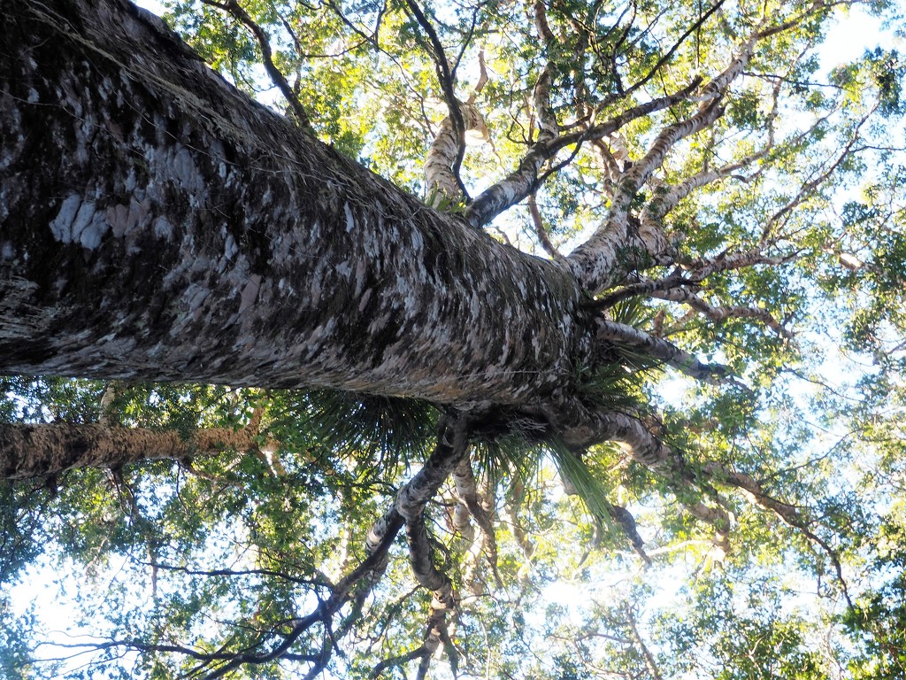 looking up , Kauri tree by Dawn