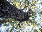 24th Jun 2017 - looking up , Kauri tree
