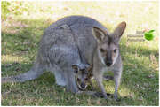 24th Jun 2017 - Female Kangaroo & Joey