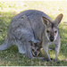 Female Kangaroo & Joey by kerenmcsweeney