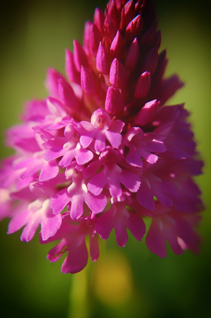 Pyramidal orchid  by fbailey