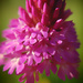 Pyramidal orchid  by fbailey