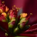 Poinsettia Flower_DSC3382 by merrelyn