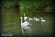 23rd Jun 2017 - The Swan Family