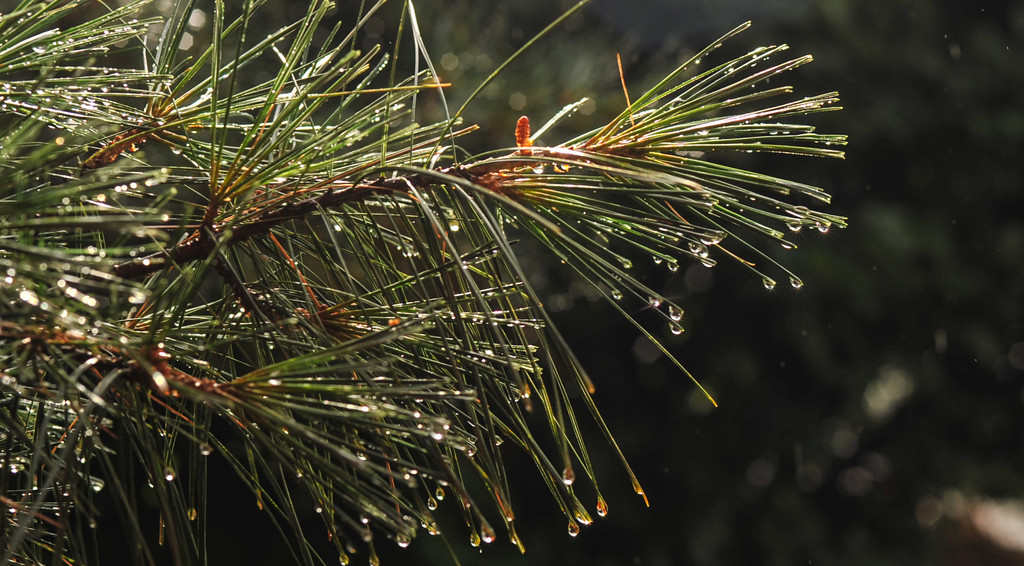 Rainy Day Pine by loweygrace