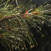Rainy Day Pine by loweygrace
