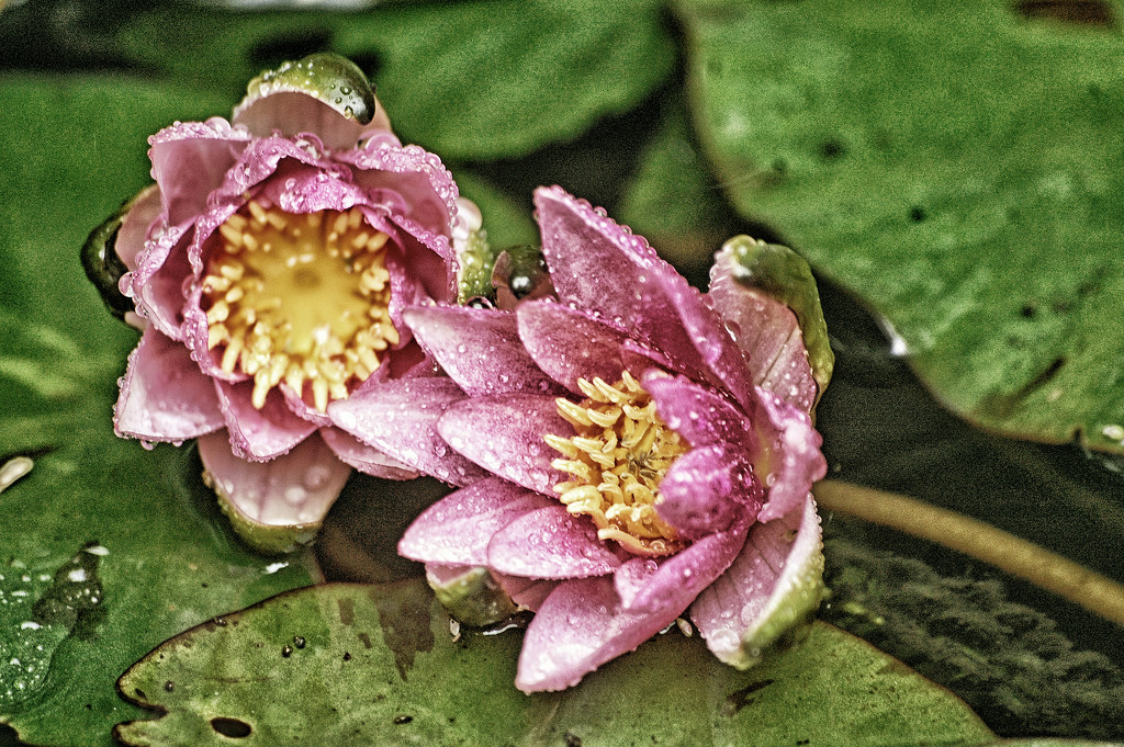 Waterliles in the rain by fbailey