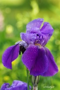 24th Jun 2017 - Purple Iris 
