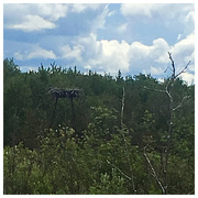 23rd Jun 2017 - Osprey nest
