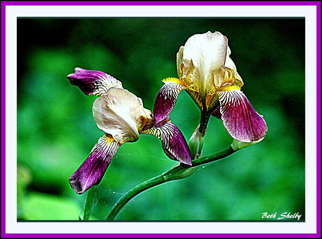 Shrinking Iris by vernabeth