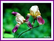 18th Jun 2017 - Shrinking Iris