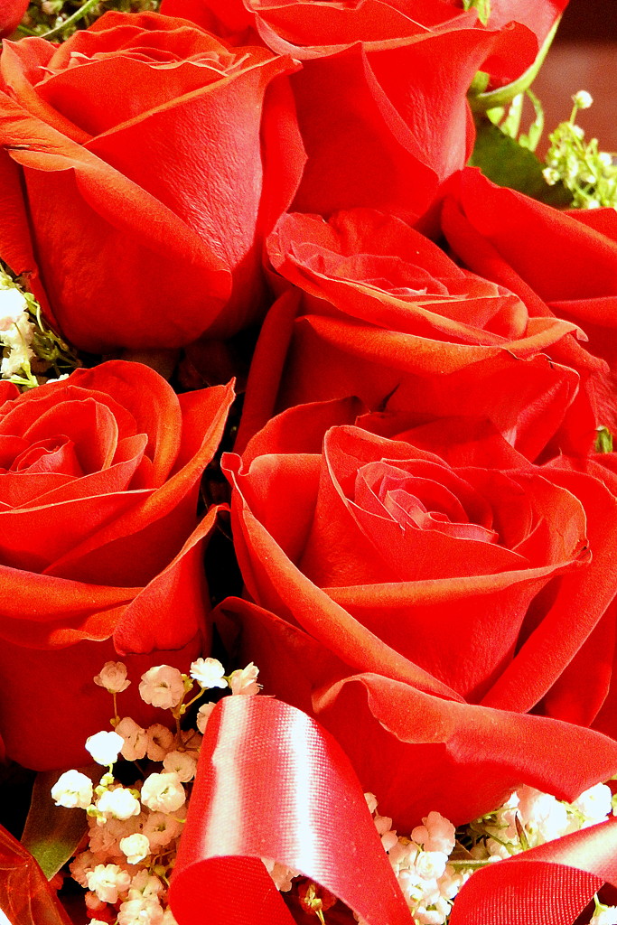 Red Roses by homeschoolmom