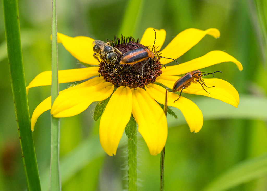 Brown Eyed Susan and Bugs by rminer