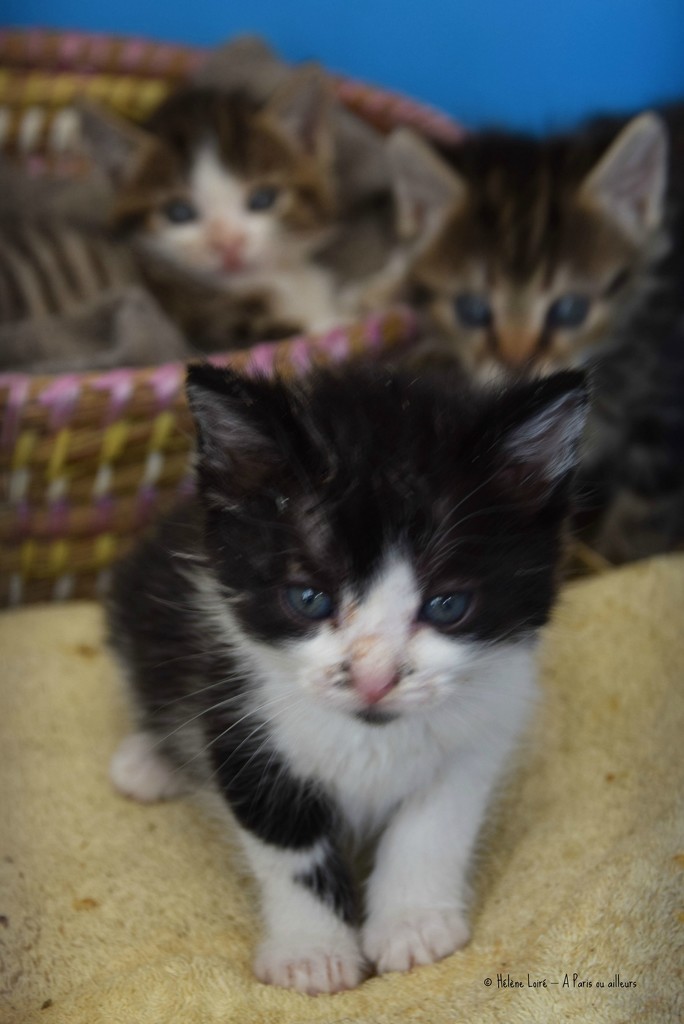3 kittens by parisouailleurs