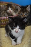 24th Jun 2017 - 3 kittens
