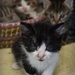 3 kittens by parisouailleurs
