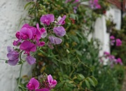 24th Jun 2017 - sweet peas on a cottage wall