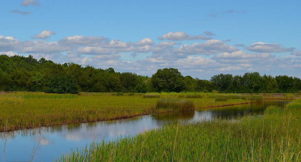 Summer marsh and wetlands, Charleston County, South Carolina by congaree