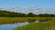 24th Jun 2017 - Summer marsh and wetlands, Charleston County, South Carolina
