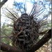 Banksia seeds in their pods. by robz