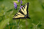 24th Jun 2017 - Eastern Tiger Swallowtail Butterfly!