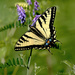 Eastern Tiger Swallowtail Butterfly! by fayefaye