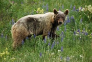 23rd Jun 2017 - Brown Bear, Waterton National Park