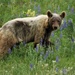 Brown Bear, Waterton National Park by graceratliff