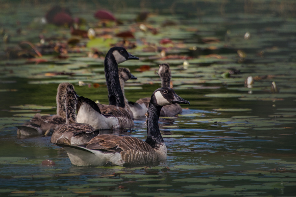 Geese Family among the Lily Pads by taffy