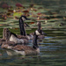 Geese Family among the Lily Pads by taffy