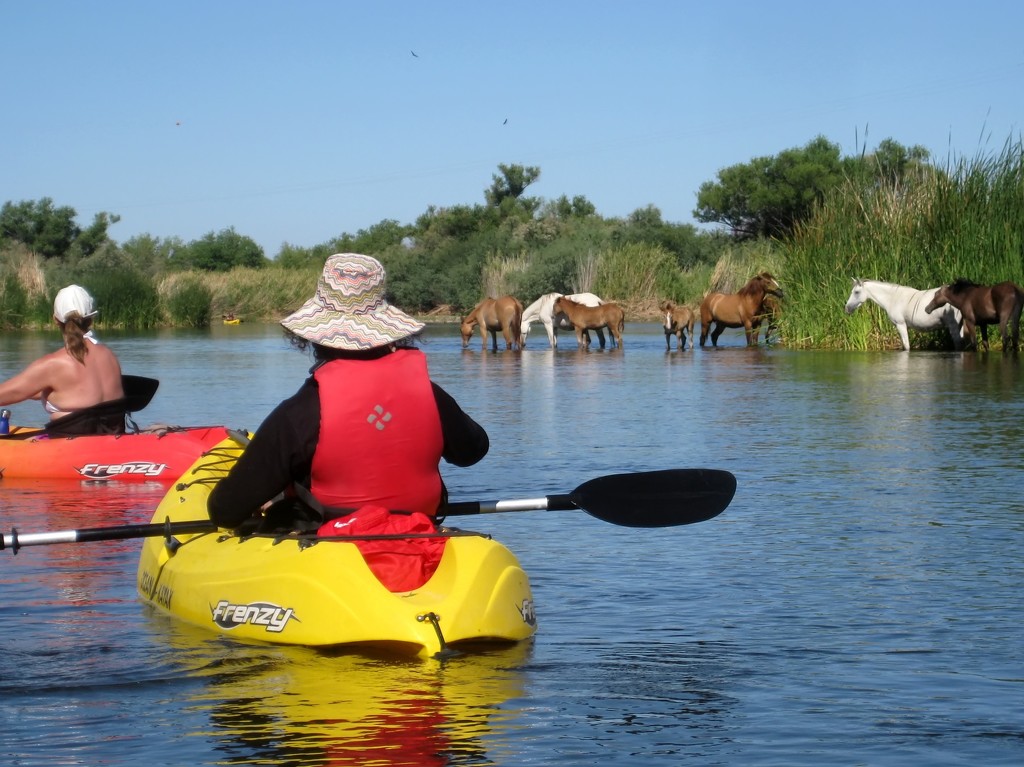 kayaking...whoa! are those horses? by blueberry1222