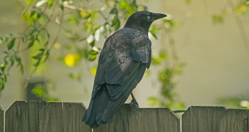 Crow on the Back Fence! by rickster549