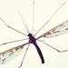 Cranefly by yorkshirekiwi