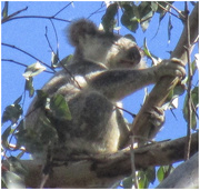 25th Jun 2017 - Koala in the gum tree
