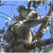 Koala in the gum tree by kerenmcsweeney