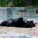 Relaxed Sloth Bear by randy23