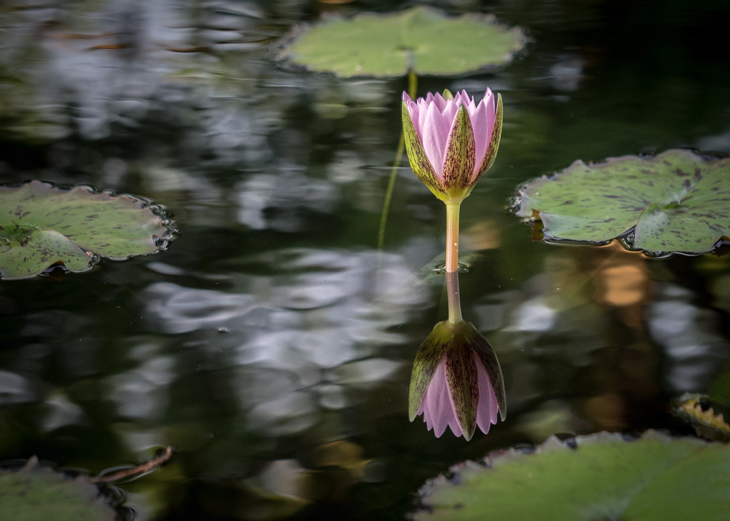 Water Lily by rosiekerr