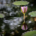 Water Lily by rosiekerr