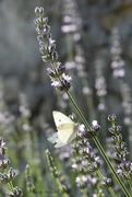 23rd Jun 2017 - white butterfly