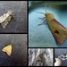 Mid june moths 2 by steveandkerry