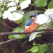 Kingfisher by mattjcuk