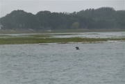 24th Jun 2017 - Seal Swimming off the Starbord Bow